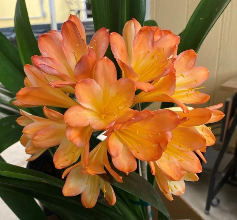 Clivia 245 Pattern Ghost x open pollination 4-5 leaves