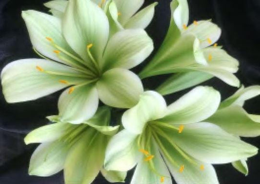 Clivia seedling Japanese Hirao 4-5 inches tall