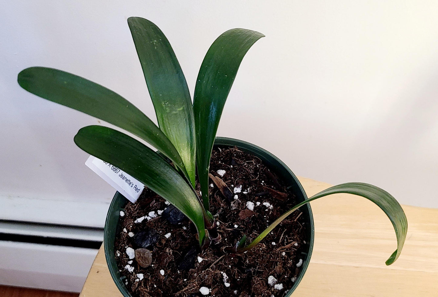 Clivia seedling Jeanette's red hybrid 5-6 inches tall