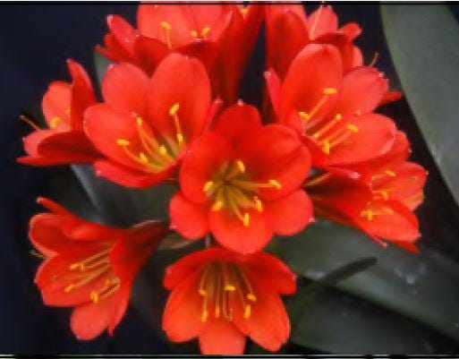 Clivia seedling Jeanette's red hybrid 5-6 inches tall