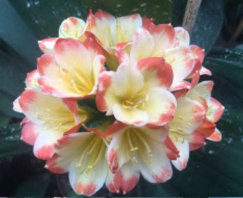 Clivia seedling cross between Tangelos  4-5 inches tall