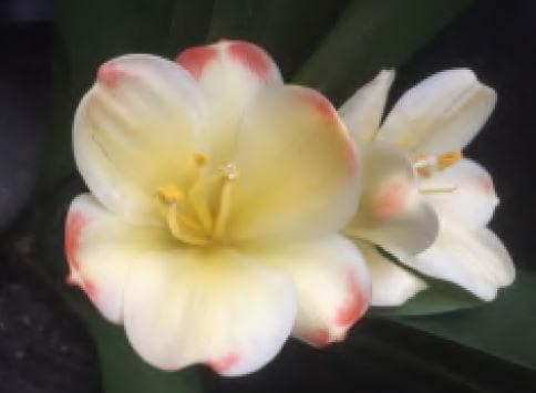 Clivia seedling cross between Tangelos  4-5 inches tall