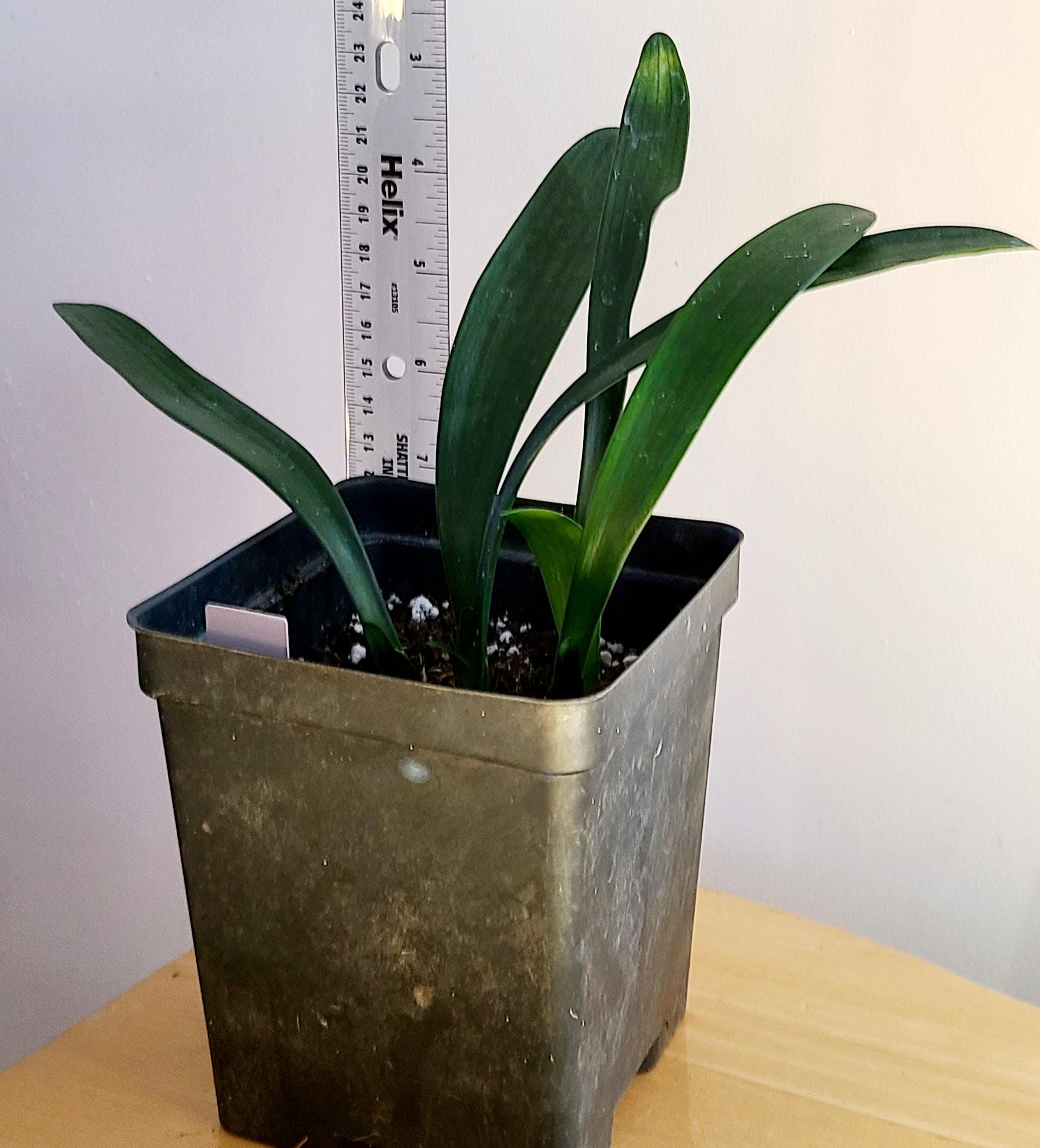 Clivia seedling Japanese Hirao 4-5 inches tall