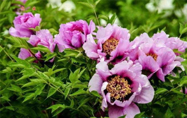 Mixed Gansu Mudan Rockii Tree Peony 4 seeds in a zip bag with medium