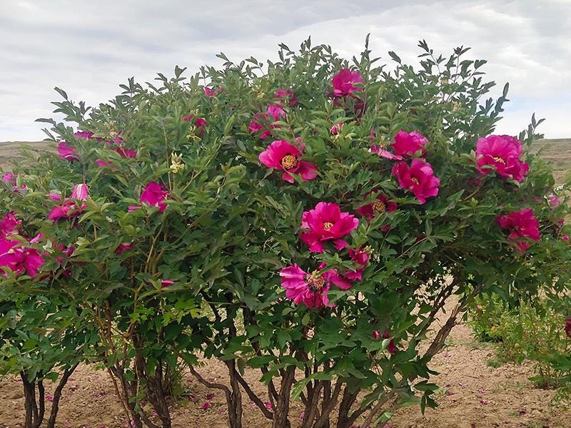 Mixed Gansu Mudan Rockii Tree Peony 4 seeds in a zip bag with medium